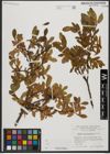 Foto von Salix waldsteiniana Willd.